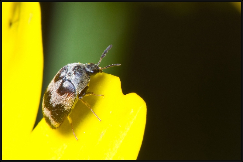 Dermestidae (Anthrenus?)